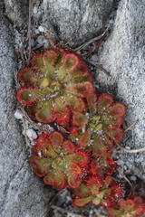 Drosera xerophila