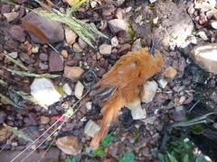 Cinnycerthia unirufa