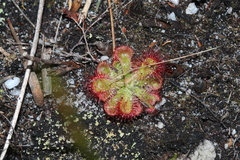 Drosera xerophila
