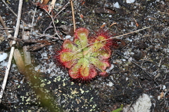 Drosera xerophila