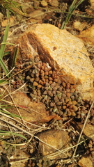 Anacampseros subnuda subnuda