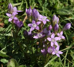 Gentianella anisodonta