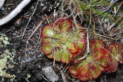 Drosera xerophila