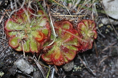 Drosera xerophila
