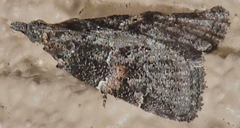 Satole ligniperdalis