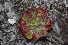 Drosera xerophila