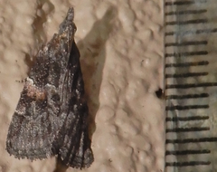 Satole ligniperdalis