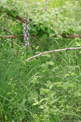 Dactylorhiza elata
