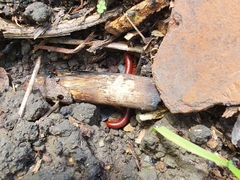 Trigoniulus corallinus