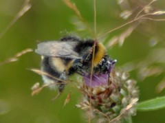 Bombus cryptarum