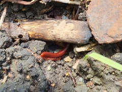 Trigoniulus corallinus