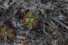 Drosera xerophila