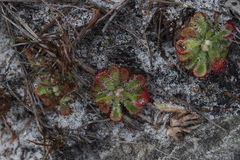 Drosera xerophila