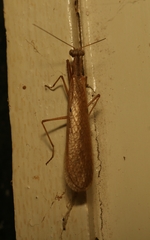 Elmantis trincomaliae