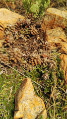 Anacampseros subnuda subnuda