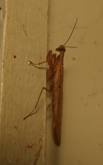 Elmantis trincomaliae