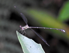 Ecchlorolestes nylephtha