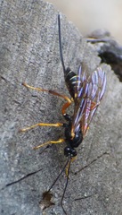 Acaenitinae