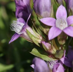 Gentianella anisodonta