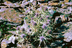 Eryngium glaciale