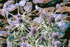 Eryngium glaciale