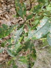 Diaporthe kalmiae
