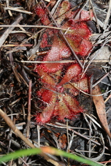 Drosera aliciae