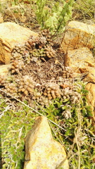 Anacampseros subnuda subnuda