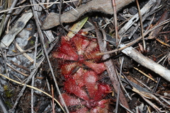Drosera aliciae