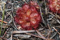 Drosera aliciae