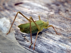 Platylyra californica