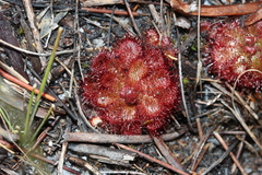 Drosera aliciae