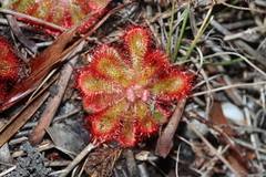 Drosera xerophila