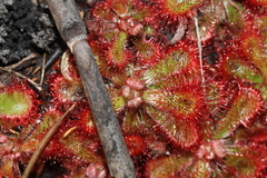 Drosera xerophila