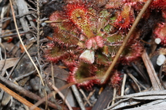 Drosera xerophila