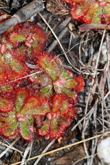 Drosera xerophila