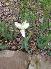 Iris albicans