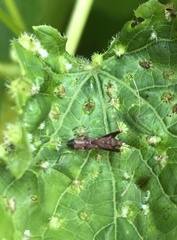 Paraxenetus guttulatus