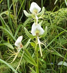 Habenaria intermedia
