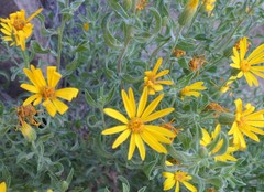 Heterotheca polothrix