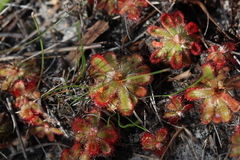 Drosera esterhuyseniae