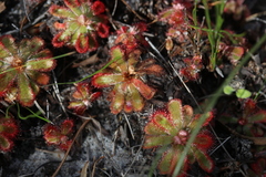 Drosera esterhuyseniae