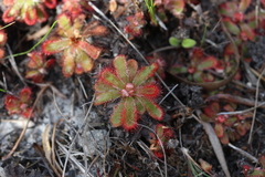 Drosera esterhuyseniae
