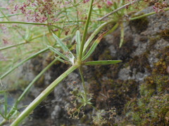 Galium rubrum