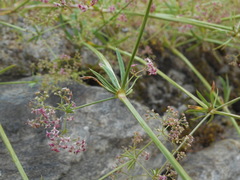 Galium rubrum