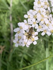 Lepturobosca nigrolineata