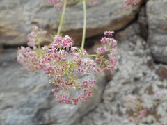 Galium rubrum