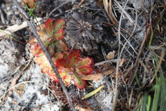 Drosera esterhuyseniae