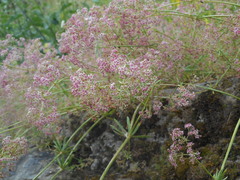 Galium rubrum