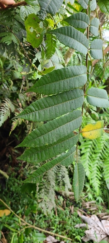 Image of Comocladia glabra by (c) ritirene, some rights reserved (CC BY)